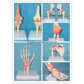 Human Anatomical Knee Joint Model with Ligaments with Ce/TUV Certificate